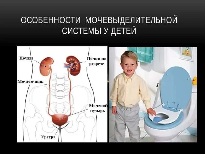 Особенности мочевыделительной системы у детей