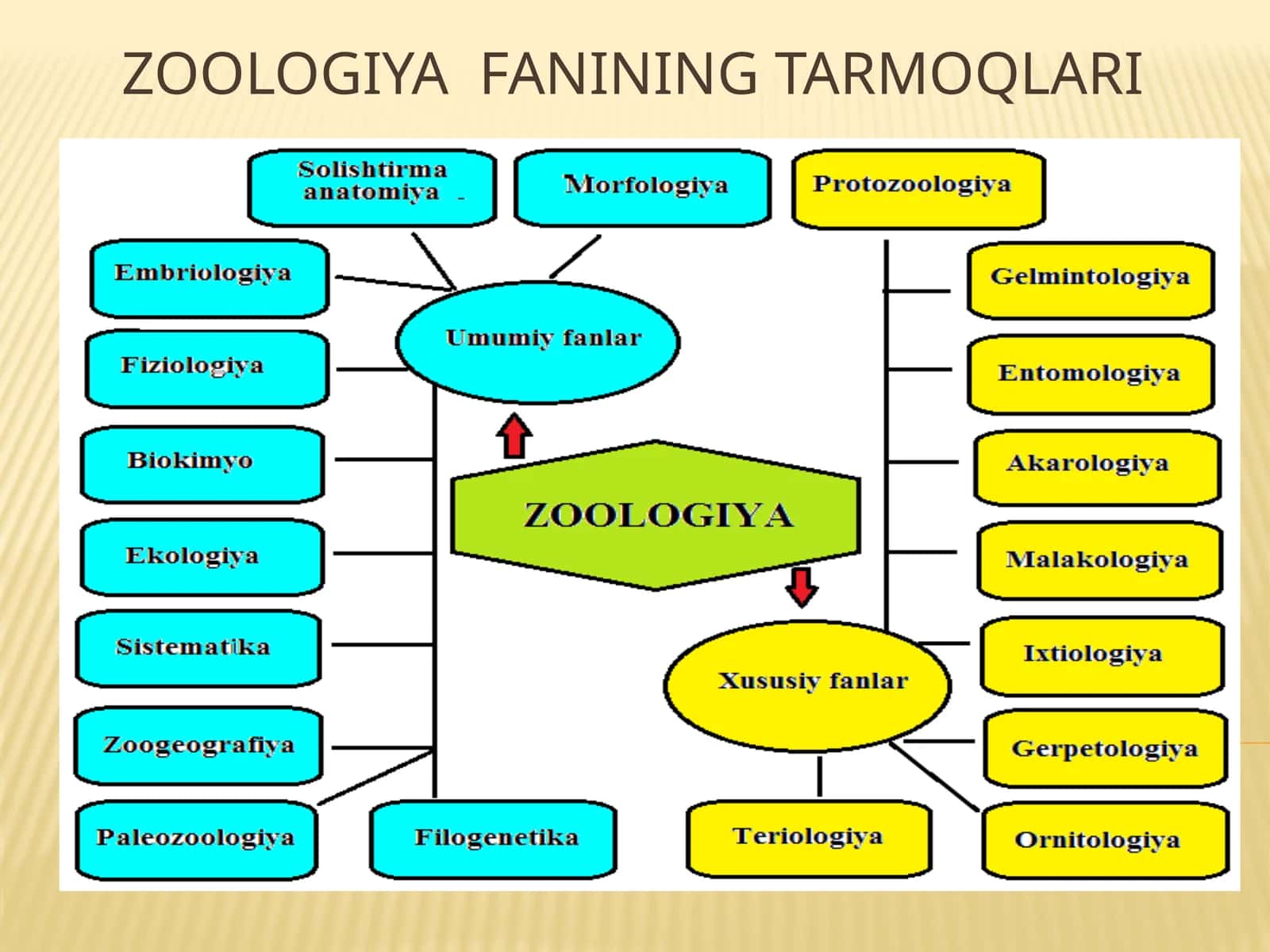 Zoologiyafanining tarmoqlari