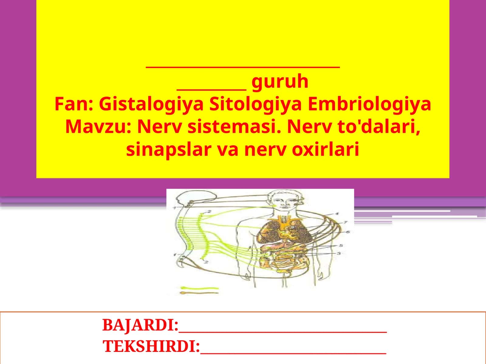 Mavzu: Nervsistemasi. Nerv to'dalari, sinapslar va nerv o'xirlari