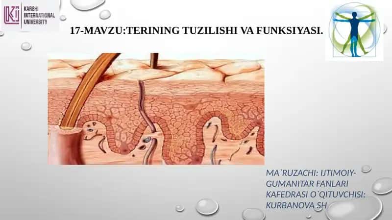 17-mavzu: Terining tuzilishi va funksiyasi