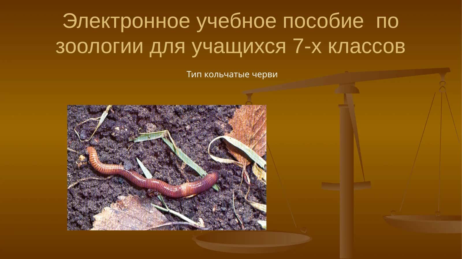Тип кольчатые черви