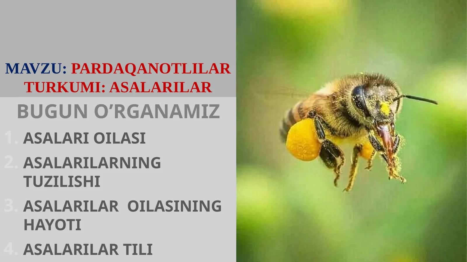 ASALARILAR OILASI