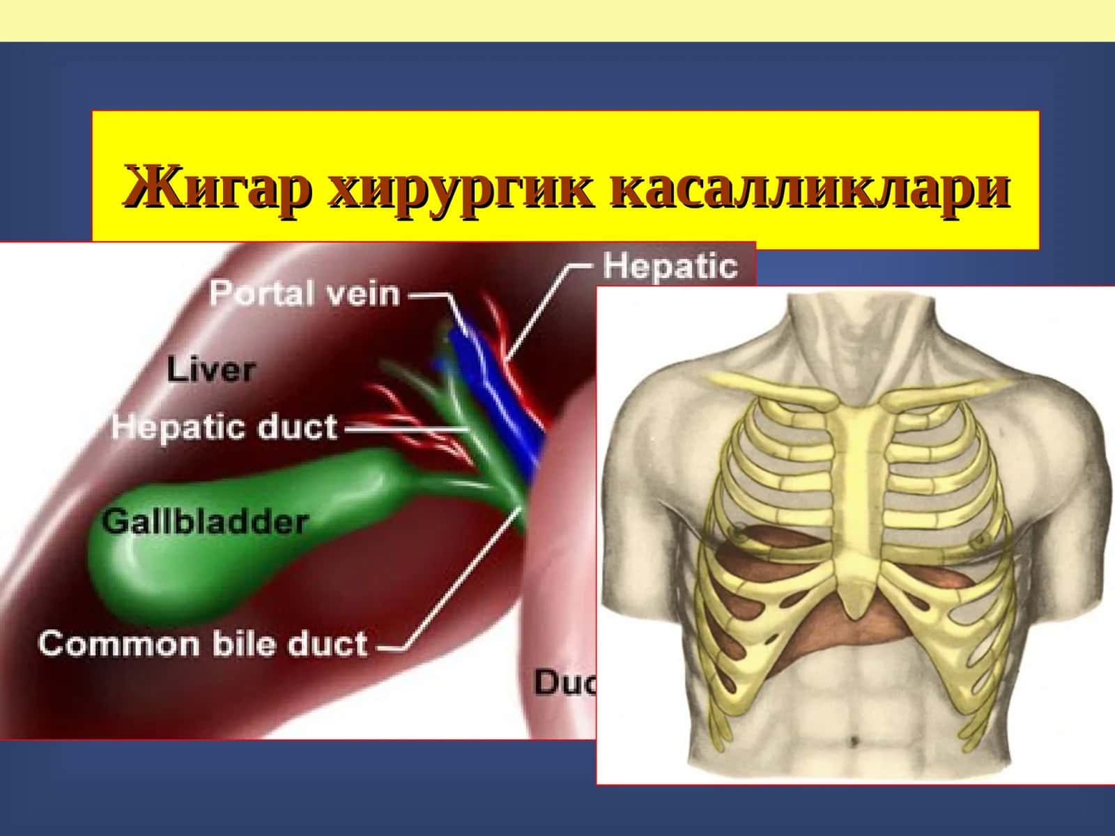 Жигар хирургик касалликлари