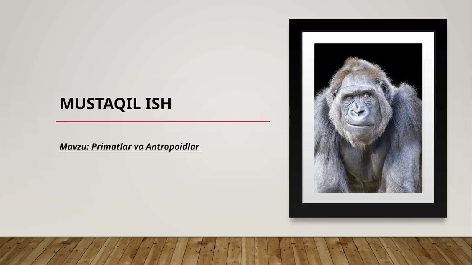 Primatlar va Antropoidlar