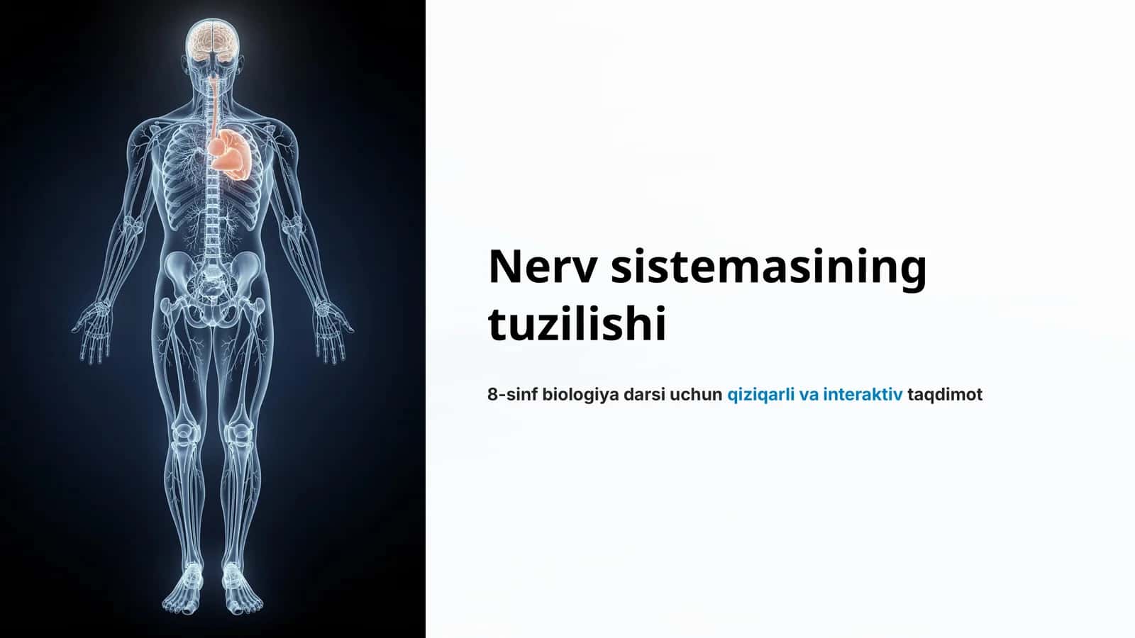 Nerv sistemasining tuzilishi