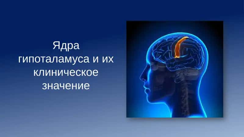 Ядра гипоталамуса и их клиническое значение