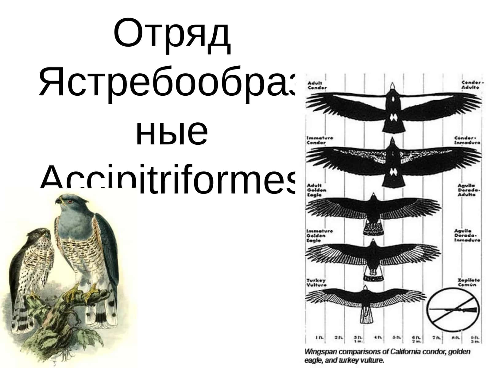 Черный коршун