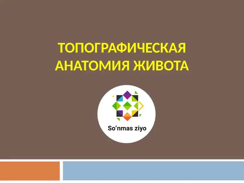 ТОПОГРАФИЧЕСКАЯ АНАТОМИЯ ЖИВОТА