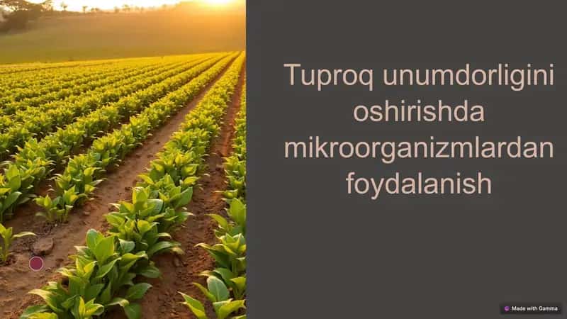 Tuproq unumdorligini oshirishda mikroorganizmlardan foydalanish