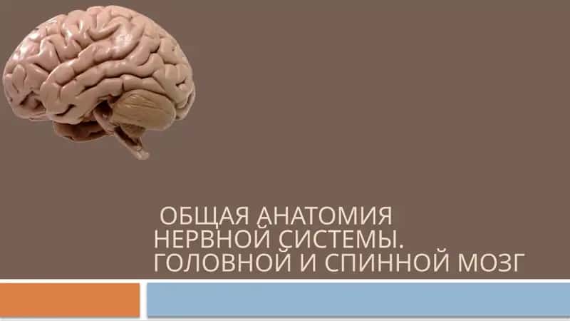 ГОЛОВНОЙ И СПИННОЙ МОЗГ