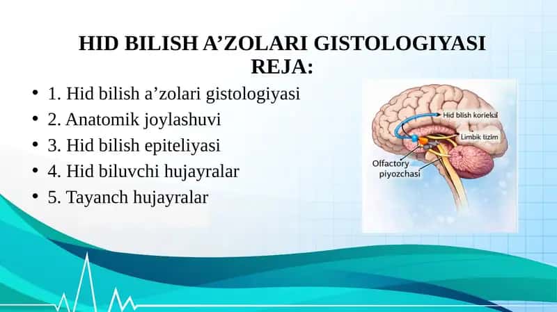 HID BILISH A’ZOLARI GISTOLOGIYASI
