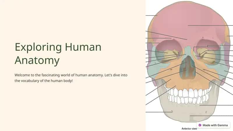 Exploring Human Anatomy