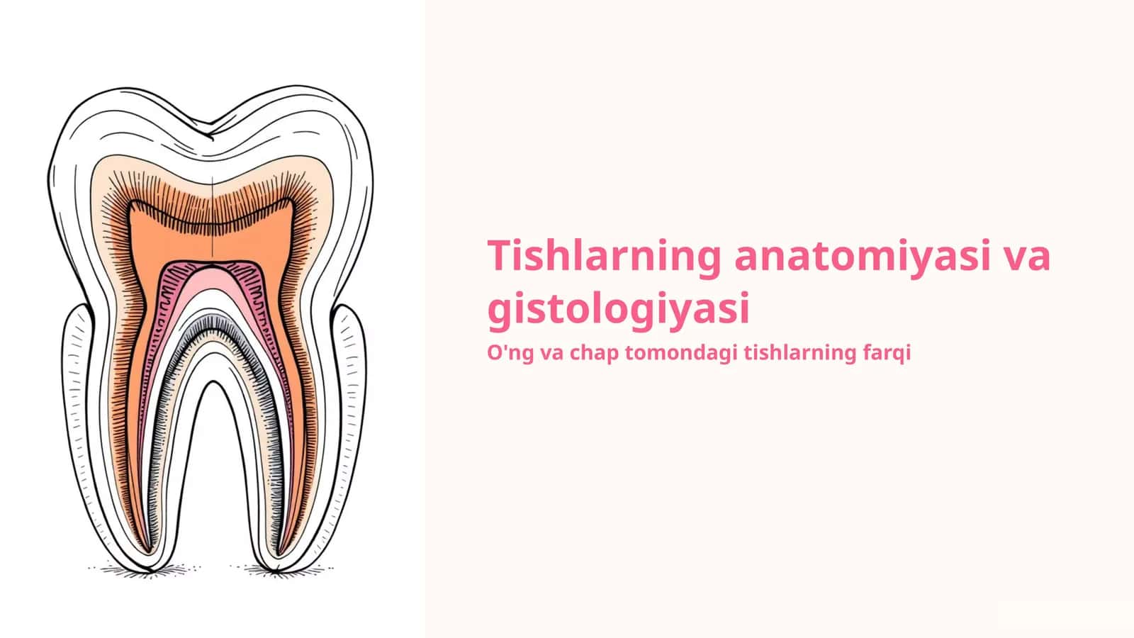 Tishlarning anatomiyasi va gistologiyasi