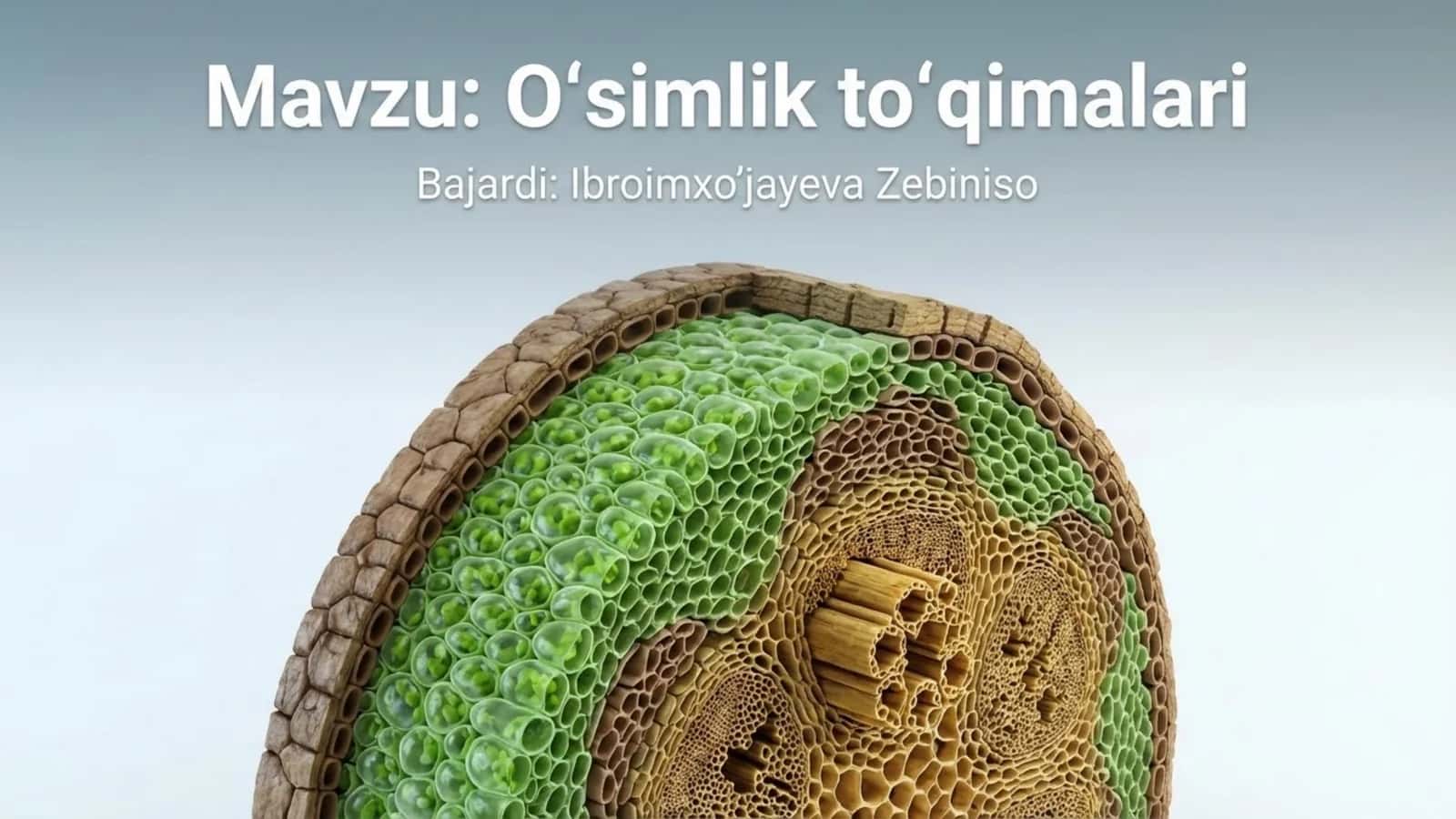 O'simlik to'qimalari