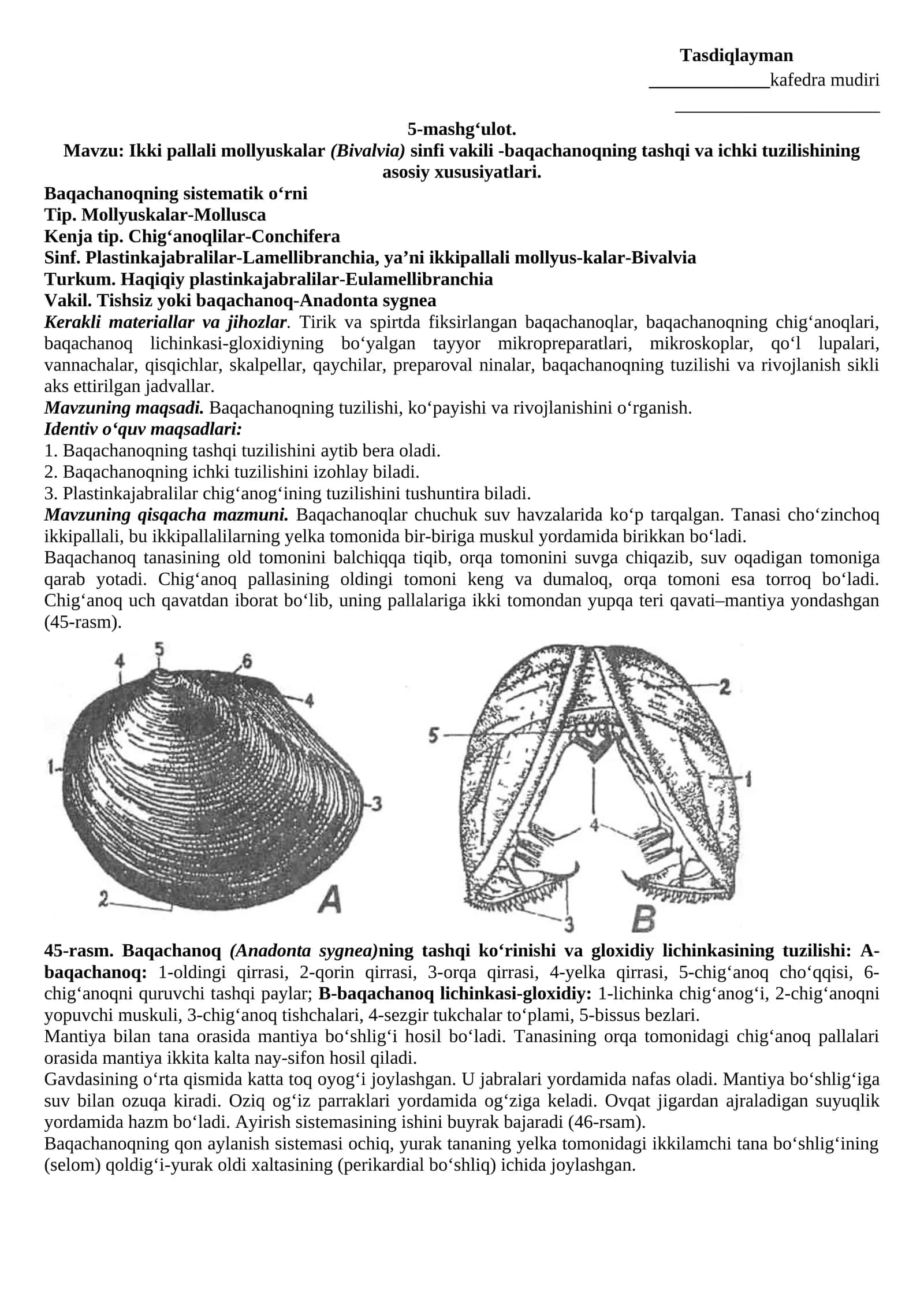 Ikki pallali mollyuskalar (Bivalvia) sinfi vakili -baqachanoqning tashqi va ichki tuzilishining asosiy xususiyatlari