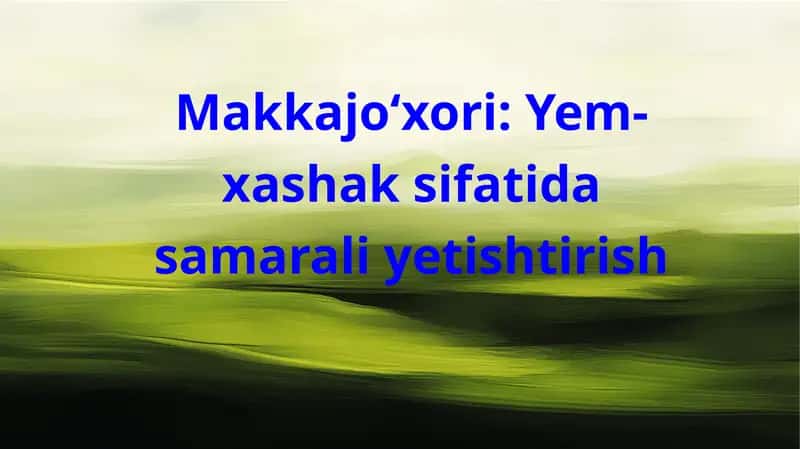 Makkajoʻxorini yem hashak uchun yetishtirish