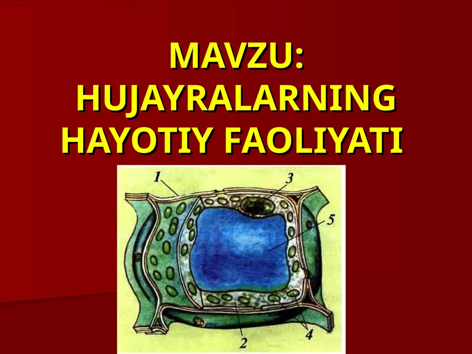 HUJAYRALARNING HAYOTIY FAOLIYATI