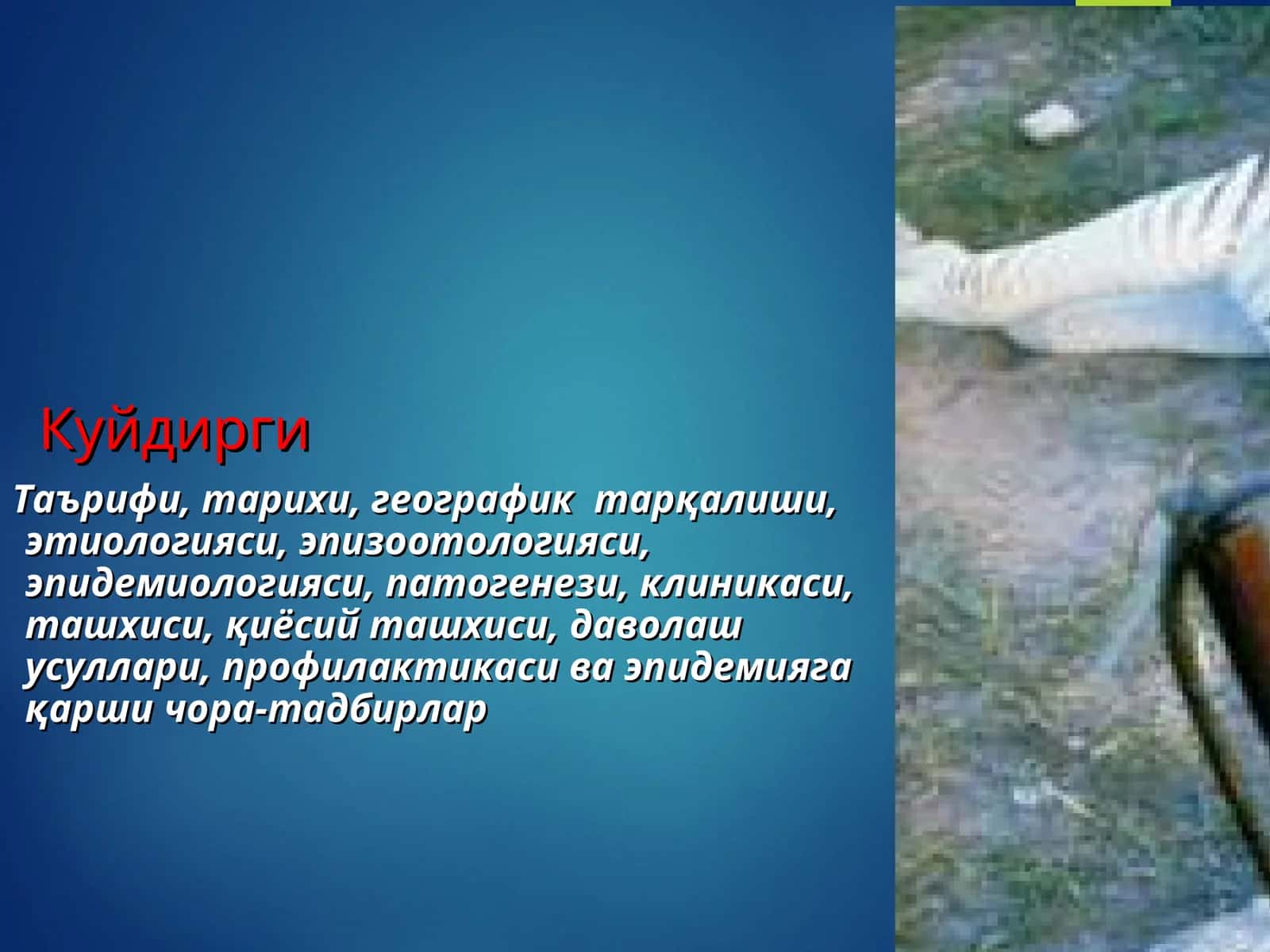 KUYDIRGI KASALLIGI