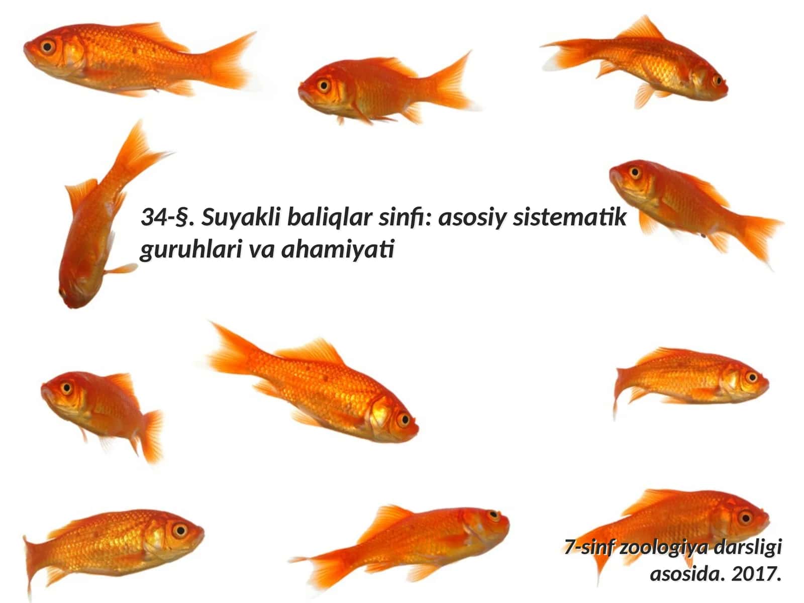 7-sinf Zoologiya 'Parrandachilik' ko'rgazma