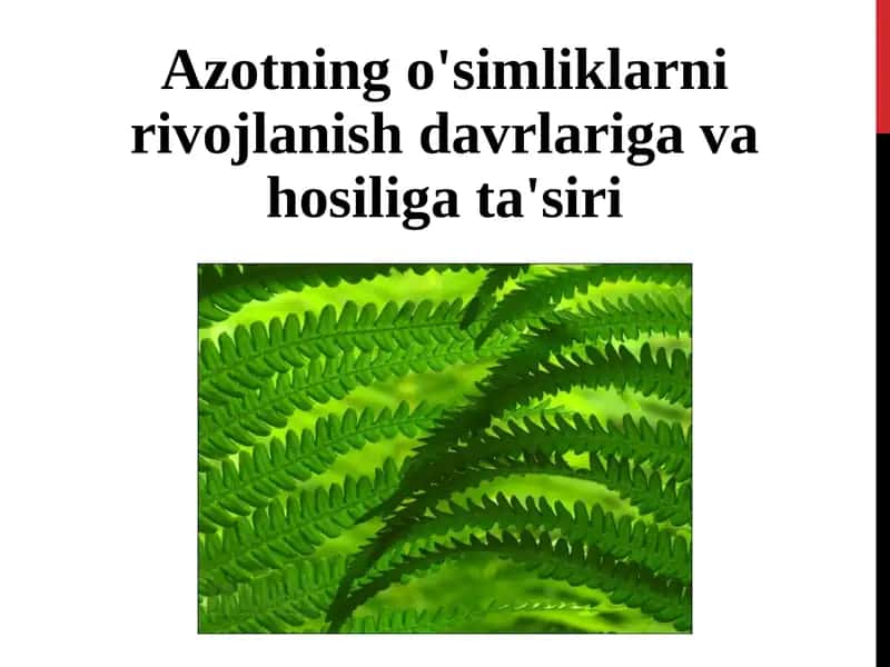 Azotning o'simliklarni rivojlanish davrlariga vahosi lig'ata'siri