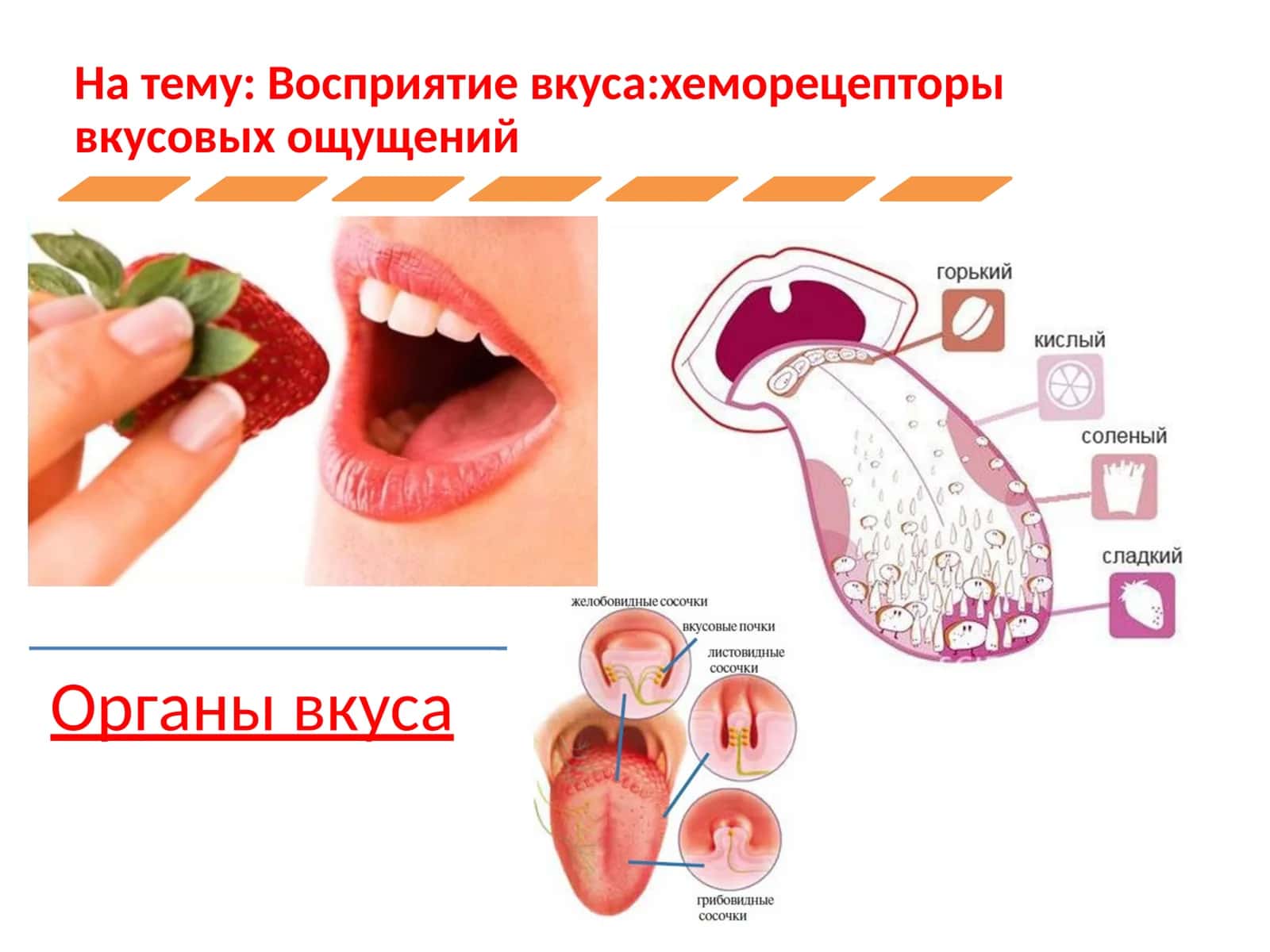 Восприятие вкусахеморецепторы вкусовых ощущений