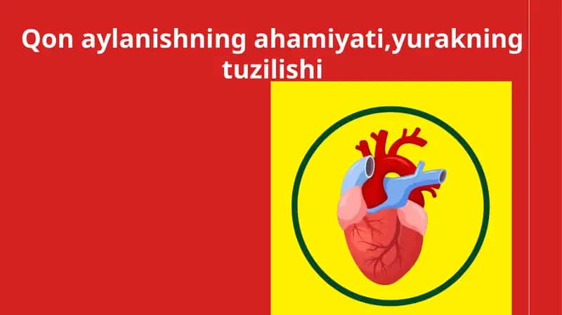 Qonaylanishning ahamiyati, yurakning tuzilishi