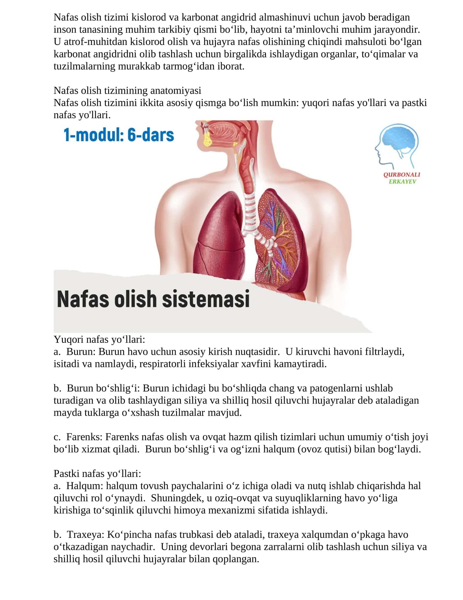 Nafas olish tizimi anatomiyasi
