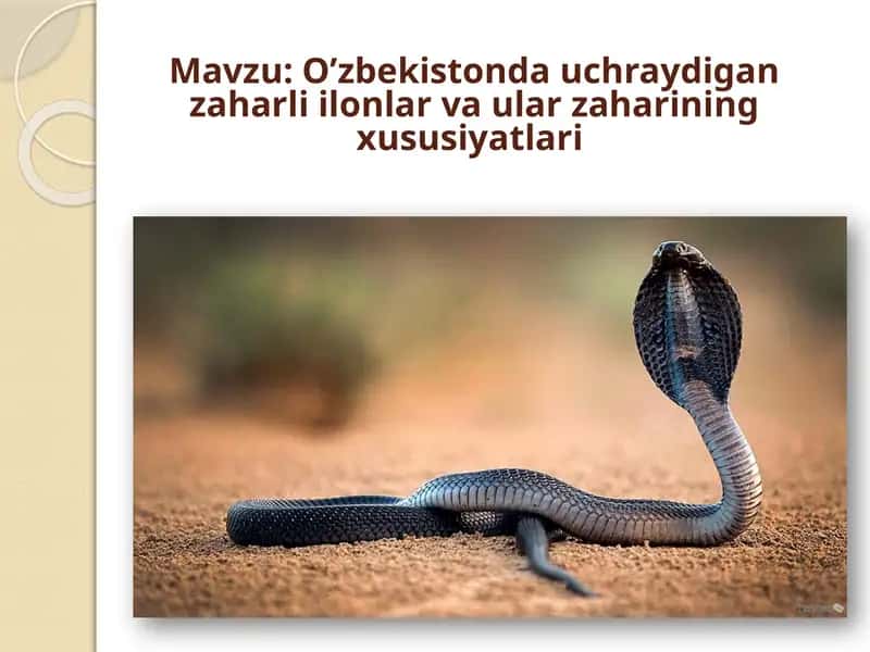 O’zbekistonda uchraydigan zaharli ilonlar va ular zaharining xususiyatlari