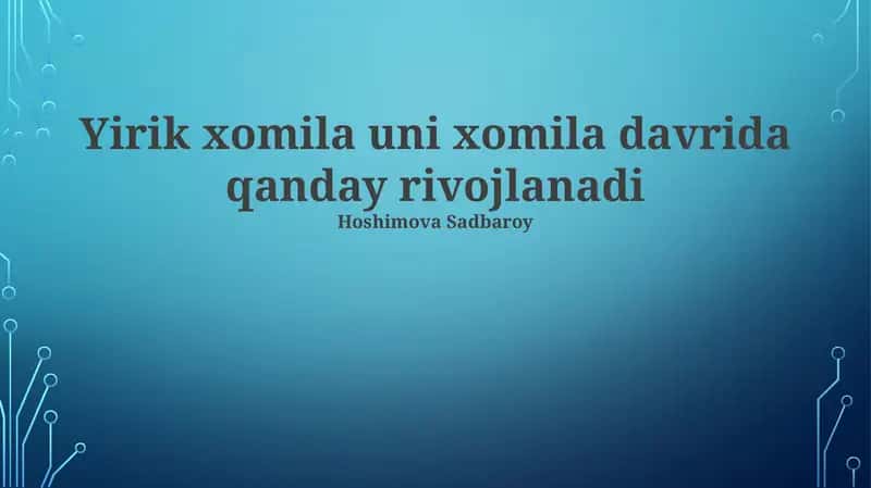 Homila rivojlanishi