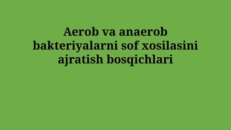 Aerob va anaerob bakteriyalarni sof xosilasini ajratish bosqichlari
