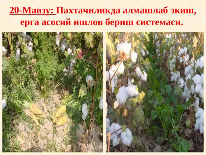 Пахтачиликда алмашлаб экиш, ерга асосий ишлов бериш системаси