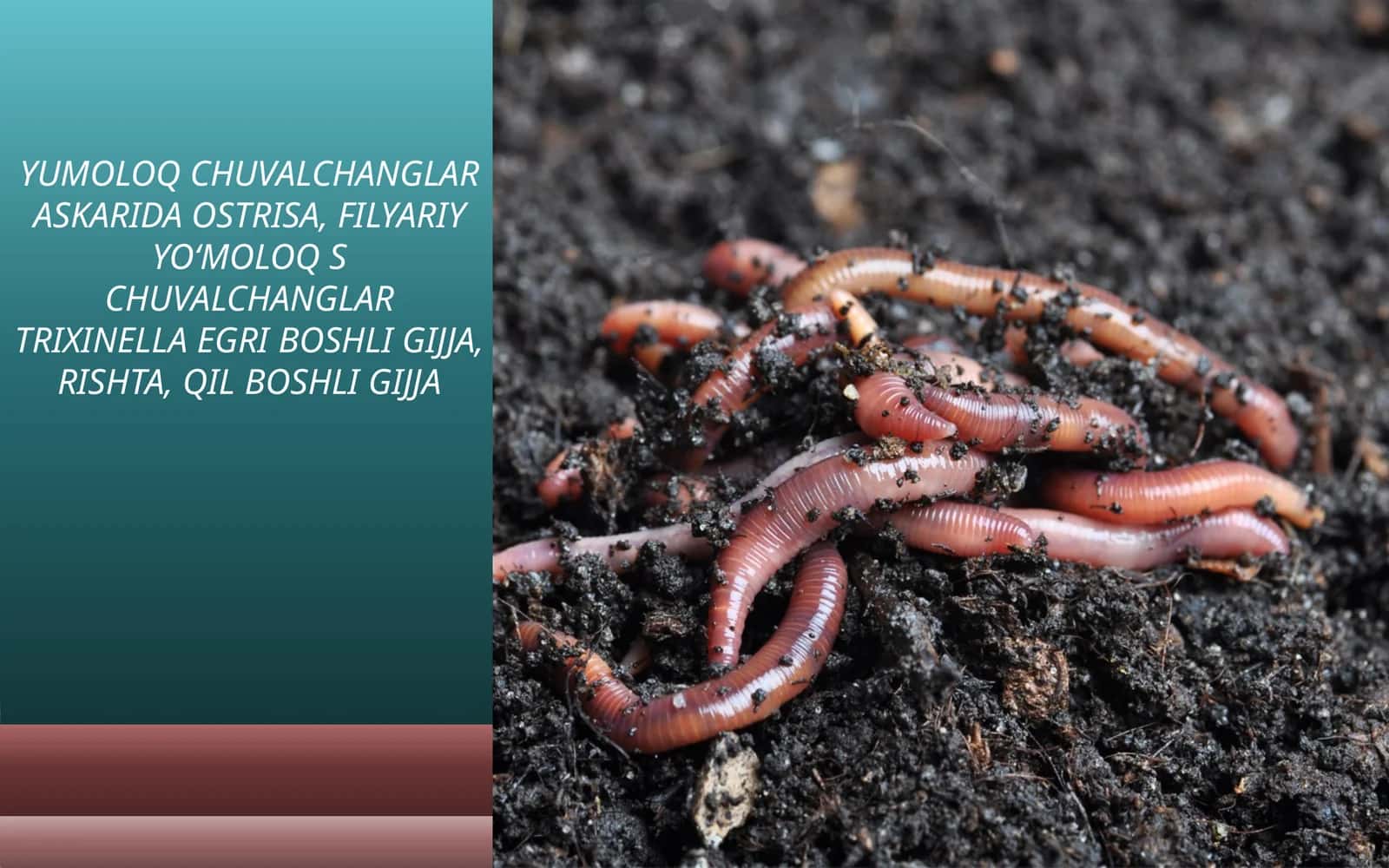 YUMOLOQ CHUVALCHANGLAR ASKARIDA OSTRISA, FILYARIYYOʻMOLOQS CHUVALCHANGLAR TRIXINELLA EGRI BOSHLI GIJJA, RISHTA, QIL BOSHLI GIJJA