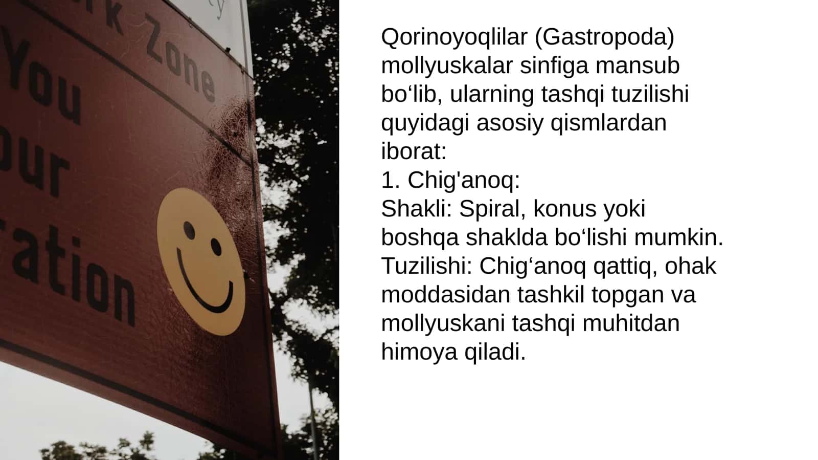 Qorinoyoqlilar (Gastropoda)
