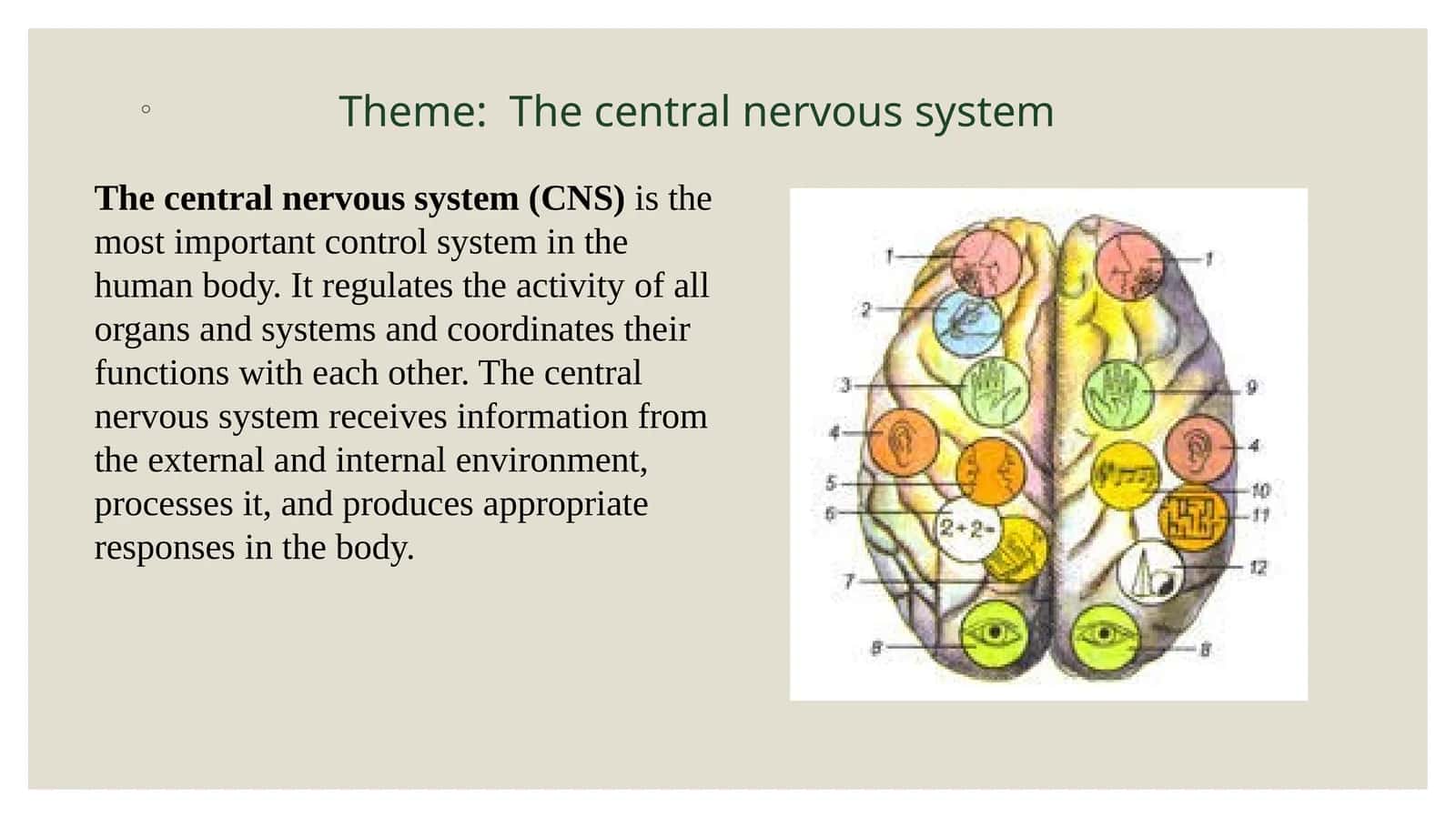 The central nervous system