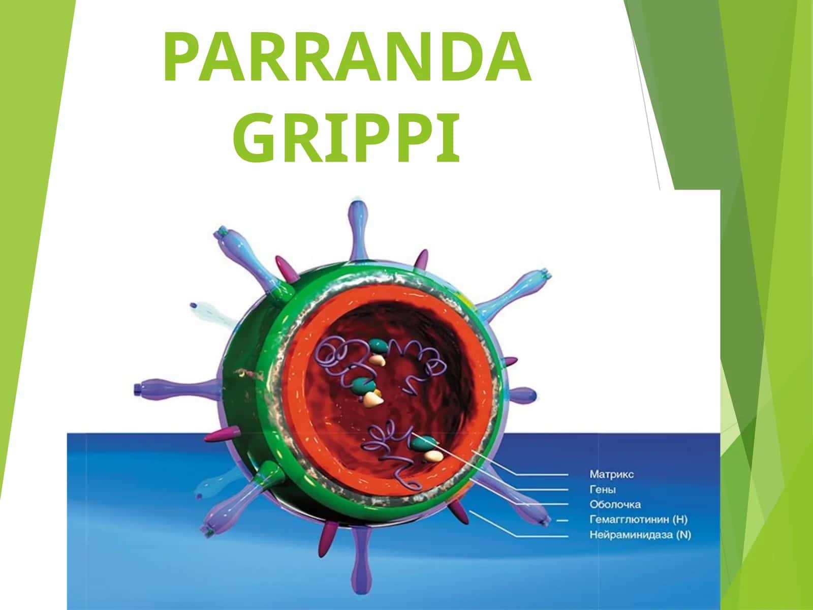Parranda grippi