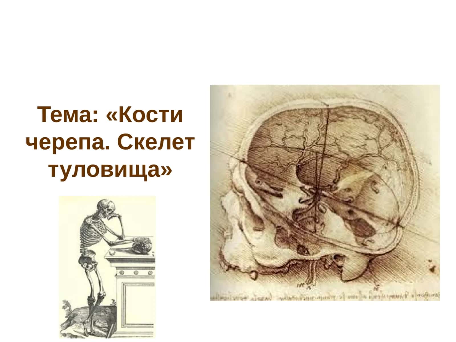 Кости черепа. Скелет туловища