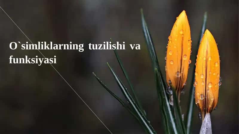 O`simliklarning tuzilishi va funksiyasi