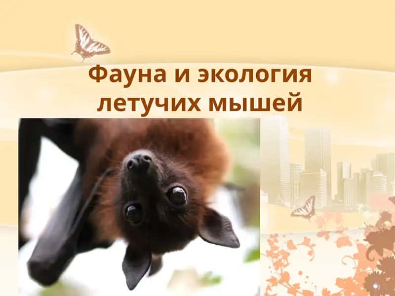 Фауна и экология летучих мышей