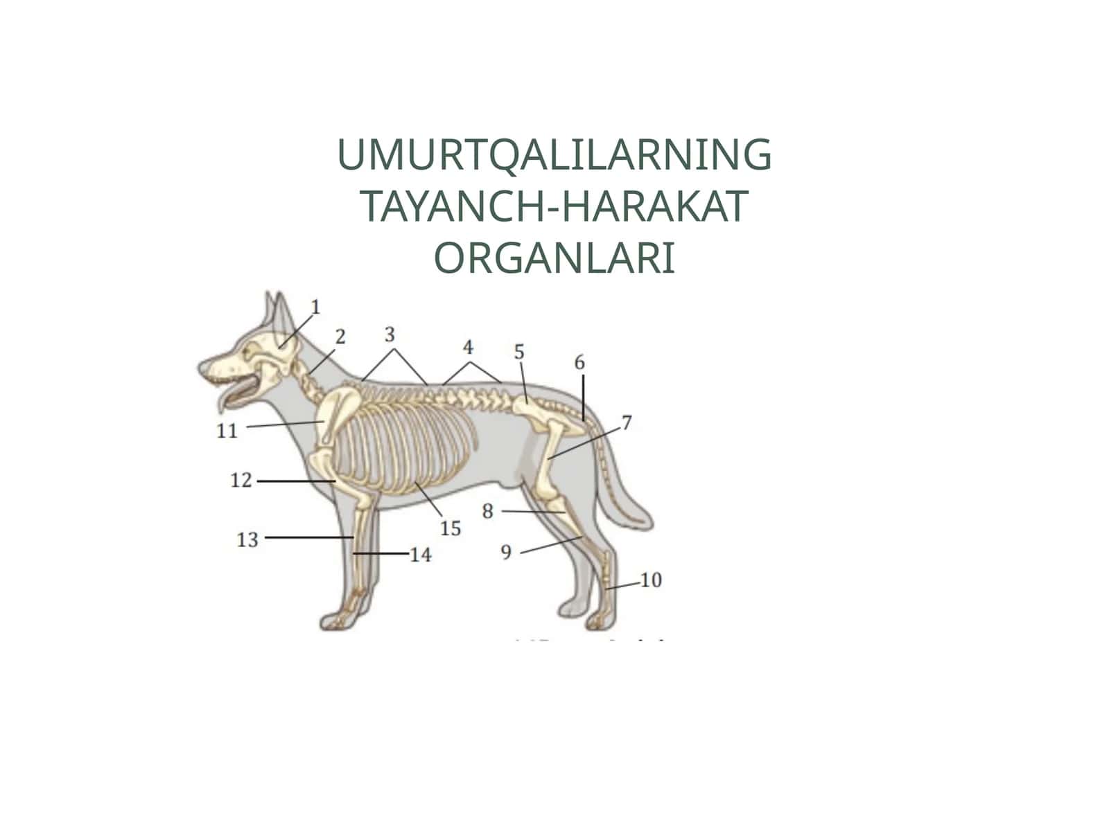 UmurtqalilarNING TAYANCH-HARAKAT ORGANLARI