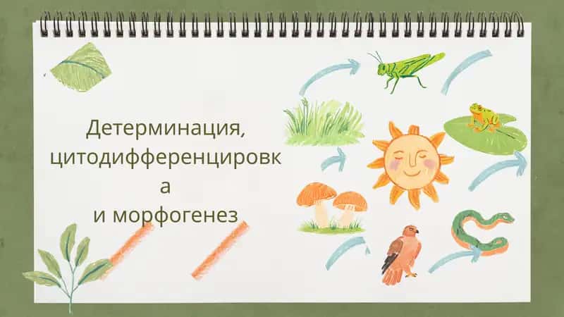 Основные механизмы детерминации клеток