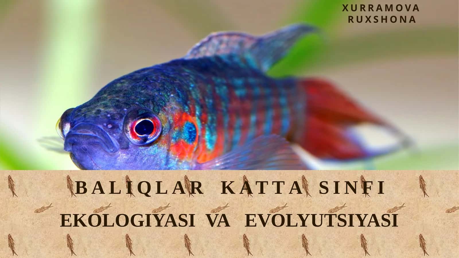 BALIQLAR KATTASIN FI EKOLOGIYASI VA EVOLYUTSIYASI