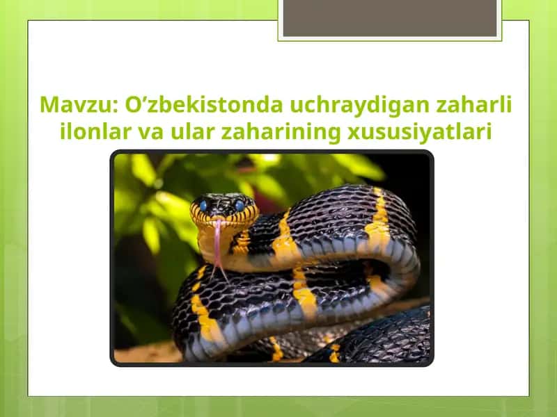 O'zbekistonda uchraydigan zaharli ilonlar va ular zaharining xususiyatlari