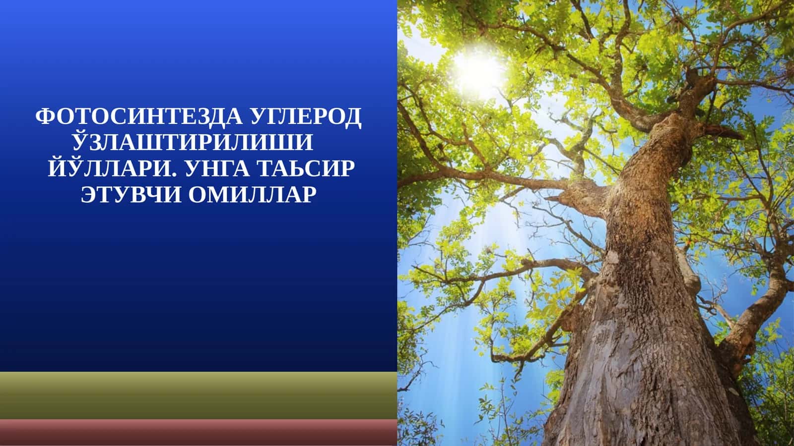 ФОТОСИНТЕЗДА УГЛЕРОД ЎЗЛАШТИРИЛИШИЙЎЛЛАРИ. УНГА ТАЬСИР ЭТУВЧИ ОМИЛЛАР