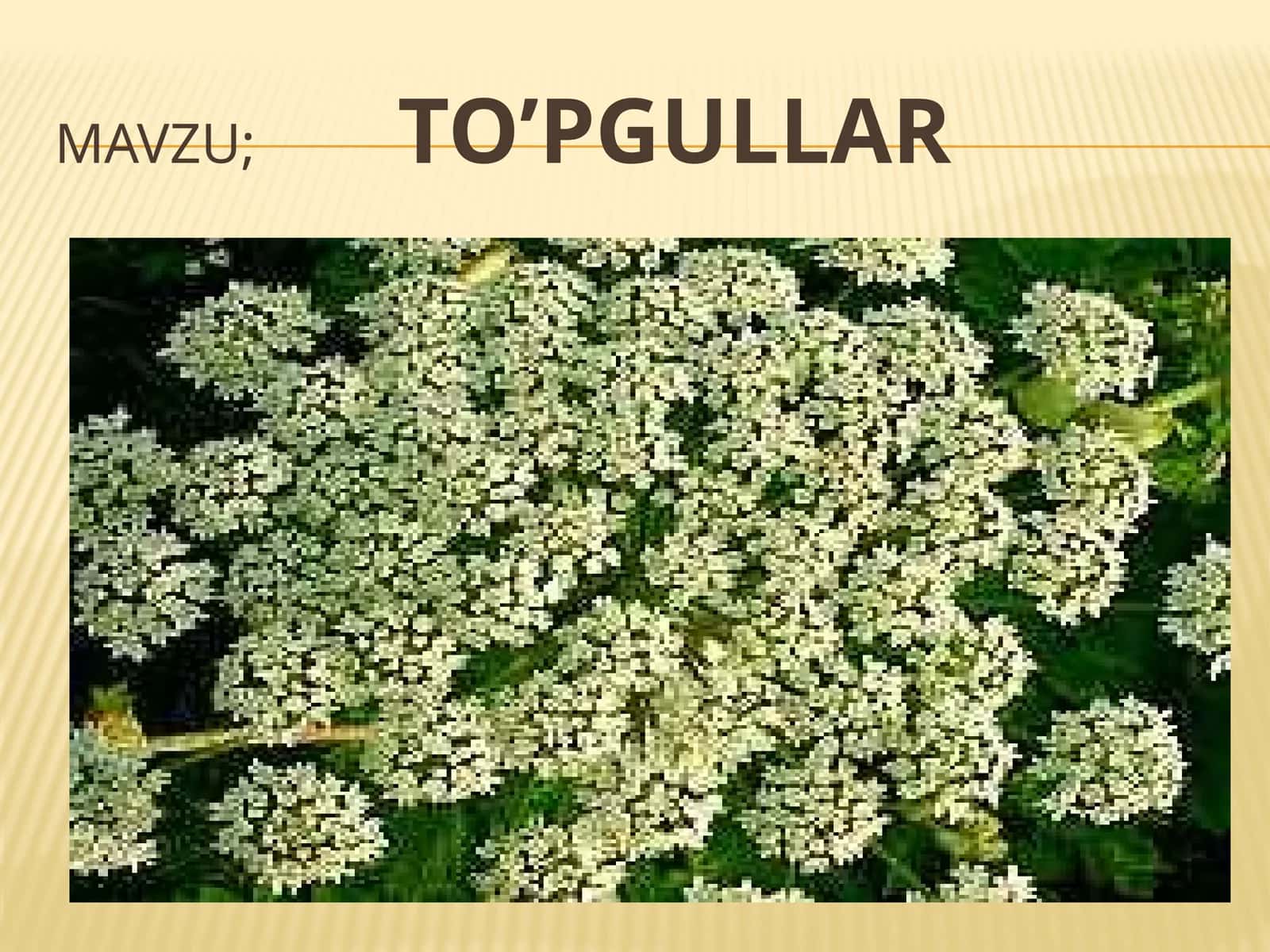 TO’PGULLAR
