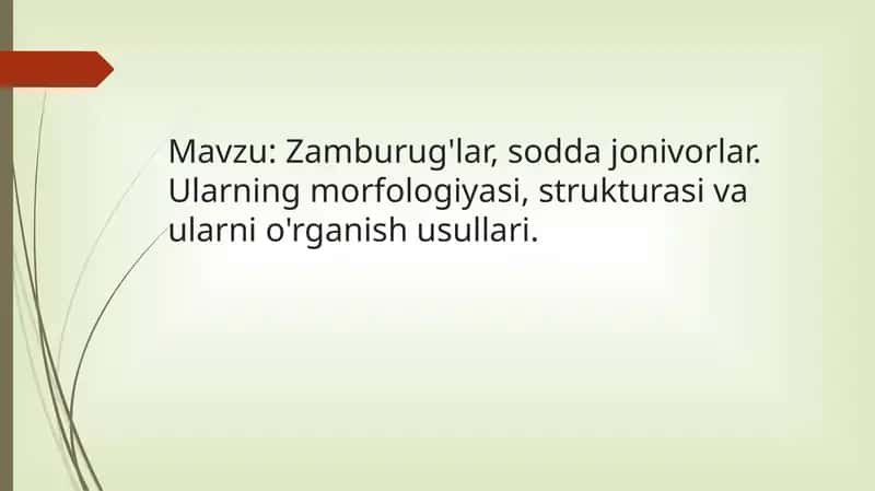 Zamburug'lar, sodda jonivorlar. Ularning morfologiyasi, strukturasi va ularni o'rganish usullari.