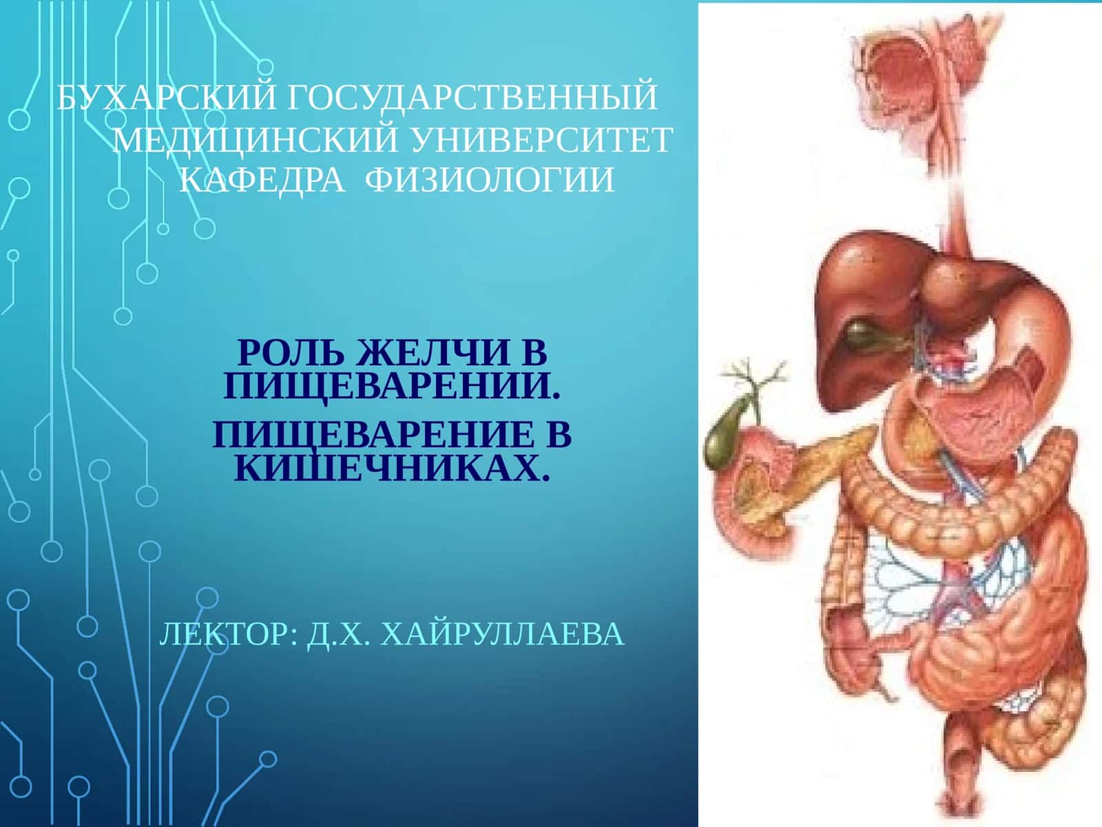 РОЛЬ ЖЕЛЧИ В ПИЩЕВАРЕНИИ