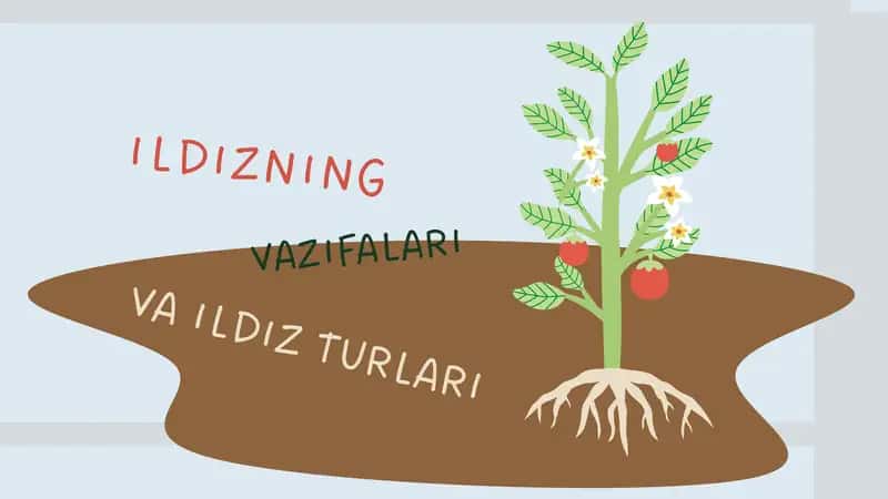 Ildiz vazifalari va ildiz turlari.