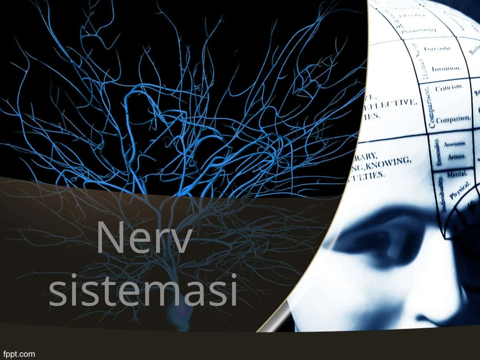 Nerv sistemasi