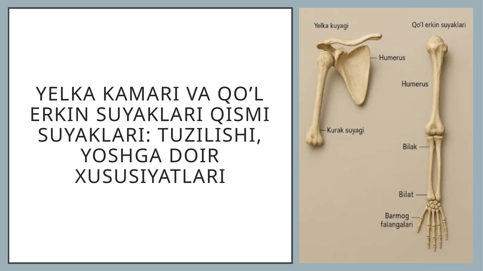 Yelka kamari va qo’l erkin suyaklari qismi suyaklari: tuzilishi, yoshga doir xususiyatlari