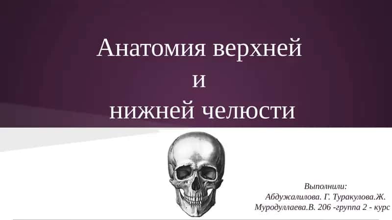 Анатомия верхней и нижней челюсти